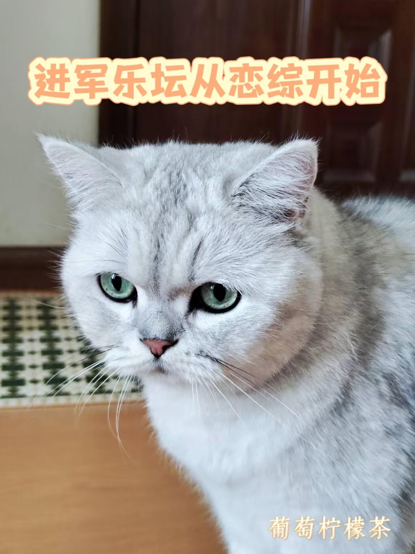 在恋爱综艺